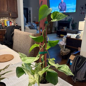 Renee added a photo of their purchase