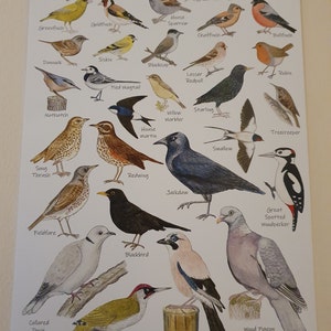 British Garden Birds A3 Identification Poster Wildlife Chart | Etsy UK