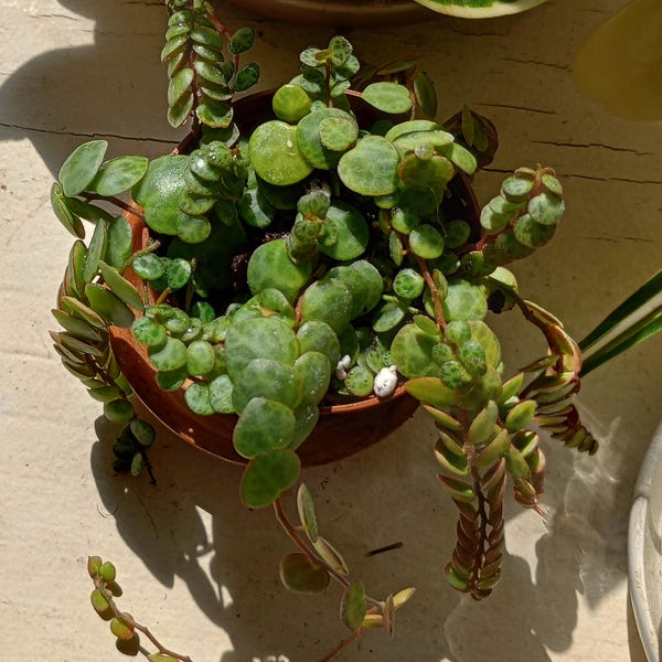 Vining Turtle String of Turtles, Peperomia Prostrata, Turtle Vine, Trailing House ...