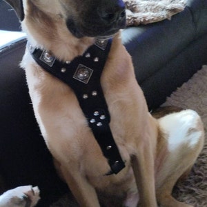 ハンドメイドレザー犬用ハーネス：「エロス」オールドシルバーリベット