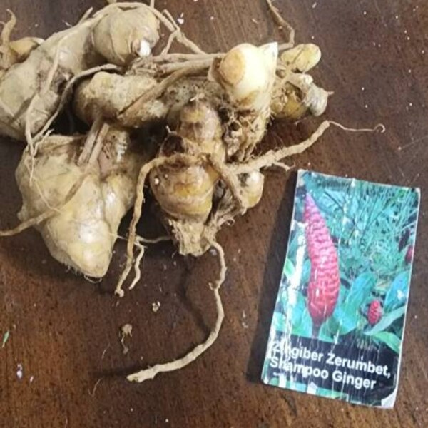 10 Shampoo Ginger Rhizomes, Zingiber Zerumbet, Awapuhi Kuahiwi ...