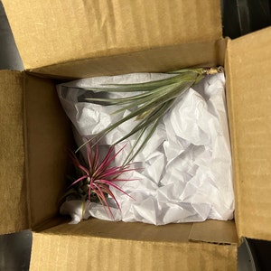 Earthlingz Ionantha Air Plant Kit - Living Plant With Character Pot & Sticker Accessories