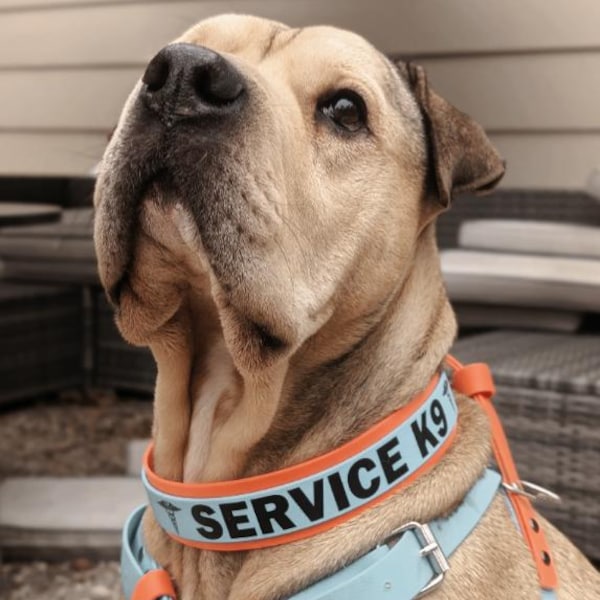 Custom Biothane Collar- Double-layered - Two-tone, 3/4
