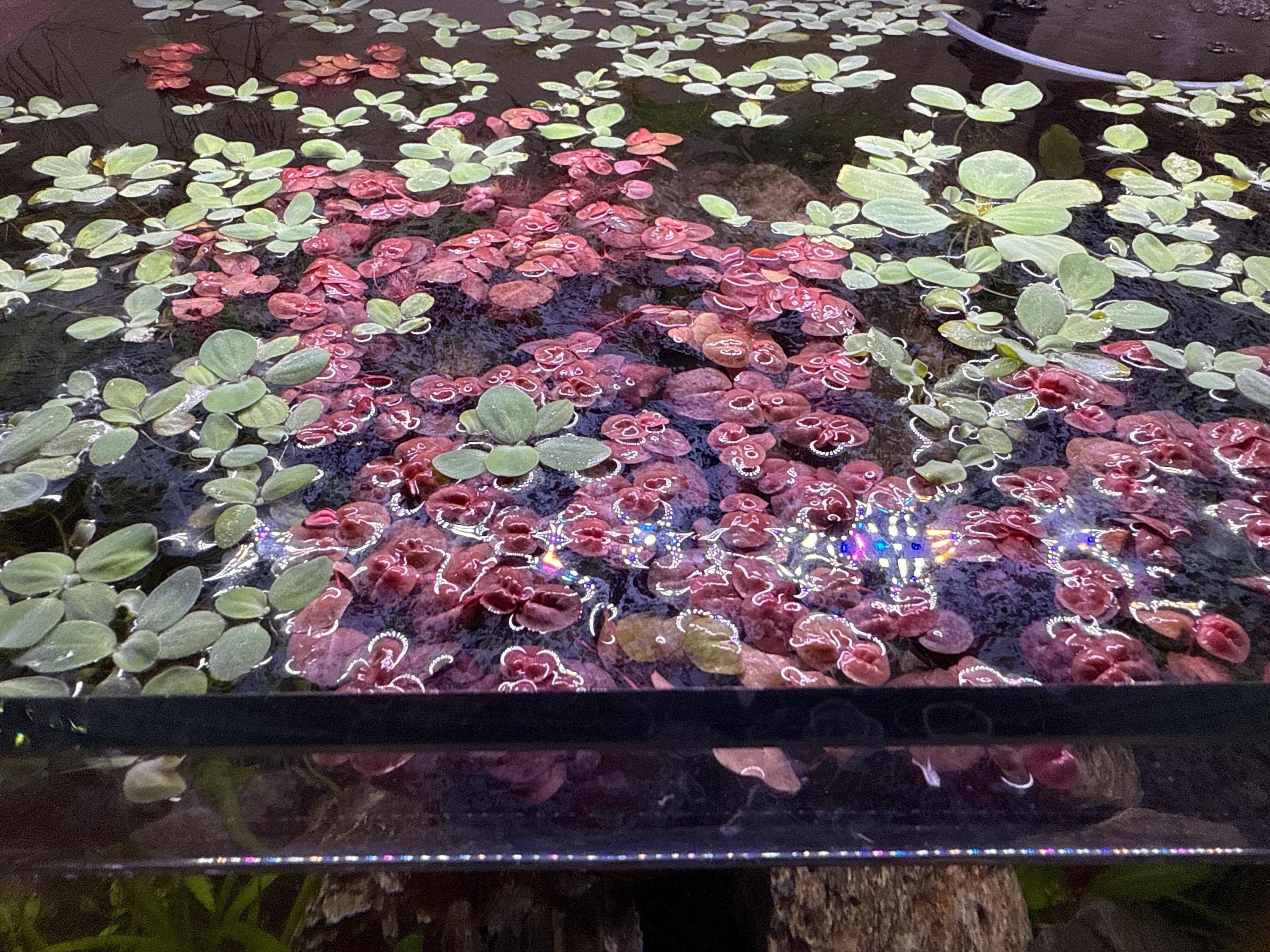 60+ leaf red root floaters live aquarium plant aquatic plant buy 2 get 1 free