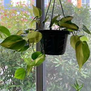 Britney Collins added a photo of their purchase