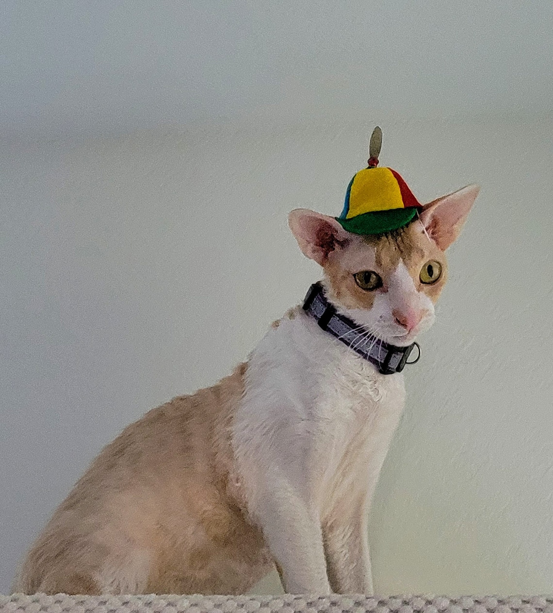 Customer photo of a pet with the Beanie Hat / Propeller Helicopter hat for Cat