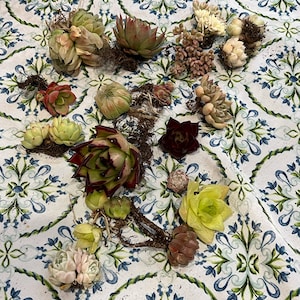 T added a photo of their purchase