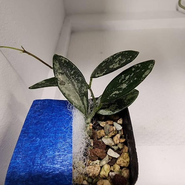 Hoya lima (Splash) | 2-Inch – Hoya Treasures