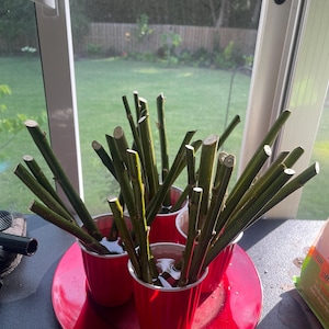 Ruth ha añadido una foto de su compra