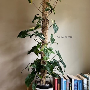 Bailey added a photo of their purchase