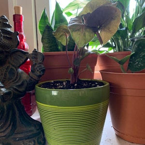 Jeremiah K added a photo of their purchase