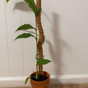 N added a photo of their purchase