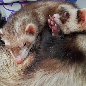 Puddlemon ha añadido una foto de su compra