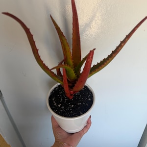 Teanny added a photo of their purchase