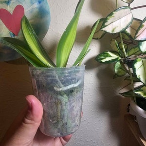 Phal. Tzu Chiang Chrisna Fragrant Smell Like Roses - Etsy