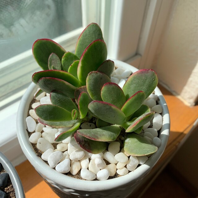 Crassula Platyphylla Variegata, Variegated Succulent,colorful Succulent  Live Plant - Etsy