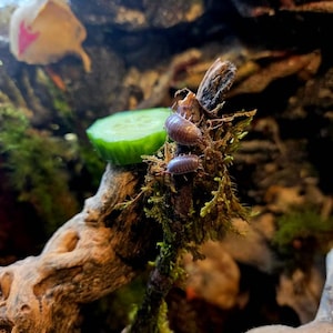 Perris ha añadido una foto de su compra