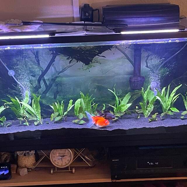 Java Fern Live Aquarium Plants - Beginner Friendly BUY 2 GET 1 FREE Freshwater