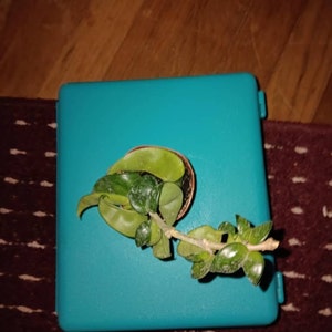 Hoya Carnosa Compacta - Hindu Rope Hoya - Trailing & Flowering - Easy Care Houseplant