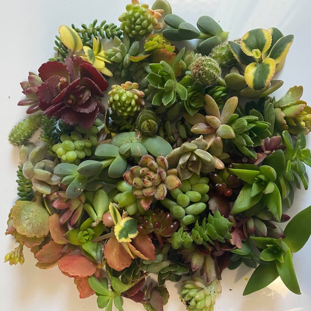 Online succulent shop based in Melbourne Australia by