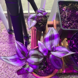 Violet Hill Tradescantia Zebrina - Trailing Wandering Jewel
