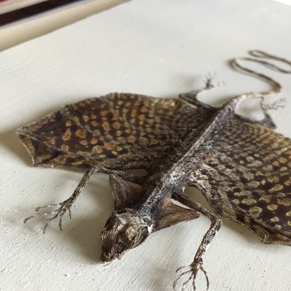 An Impressive Flying Lizard From Java Draco Haematopogon 200/225mm MALE ...