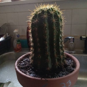 BARRY added a photo of their purchase