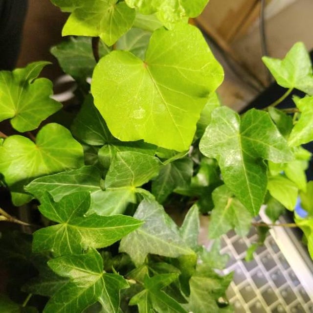 Green Ivy, English Ivy, Trailing Plant, Climbing Plant, Easy Care