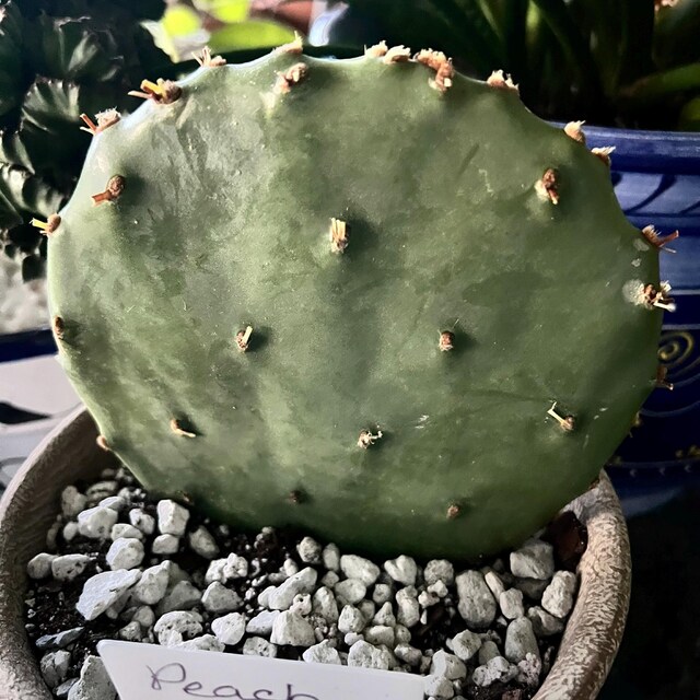 Nala ナラ　Cactus all in one Amazon.com : 1 Giant Red/Orange Flower Burbank Spineless