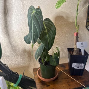 Sally a ajouté une photo de son achat