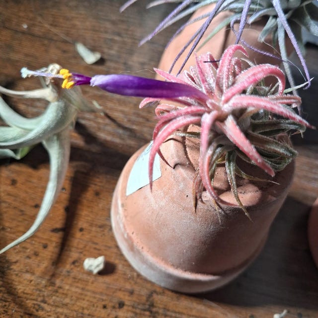 Ionantha Huamelula Mini Air Plant: Turns From Green to Red - Etsy