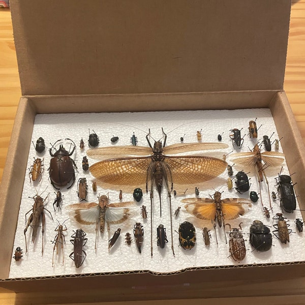 Assorted Beetles Bugs Insects Wholesale Mix Lot Collection Choose 1, 5 ...