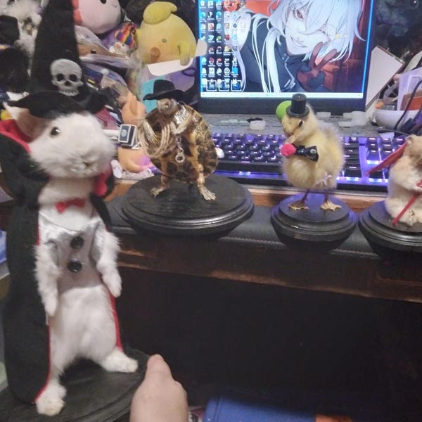 Rabbit Bunny Clown Mummified Skeleton Specimen Wet Dried Preserved ...