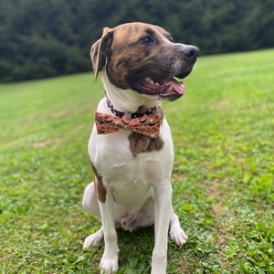 fourth of july dog bow tie
