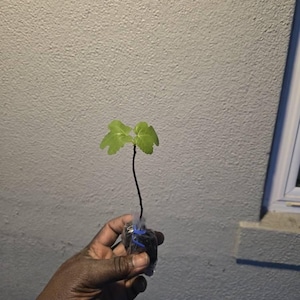 Norris added a photo of their purchase