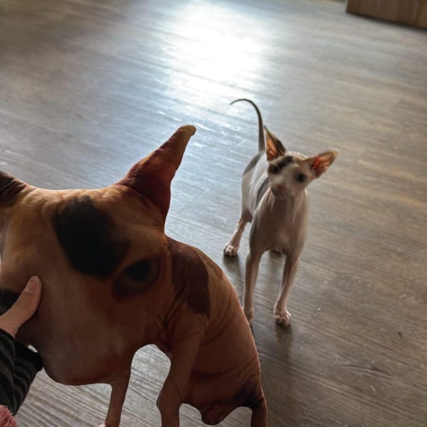 Personalized Cocker Spaniel Dog First Christmas Ornament, Custom