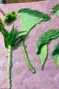 large wide Rare Crested mermaid tail / Fishtail Euphorbia Cutting | Unique Succulent | Live Plant