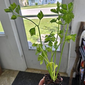 RaeNell added a photo of their purchase