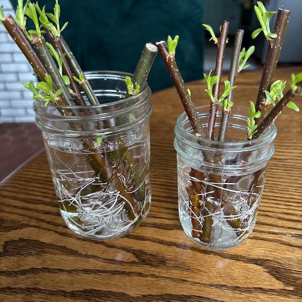 10 Hybrid Willow Cuttings - Etsy
