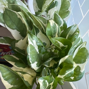 Rowena ha añadido una foto de su compra