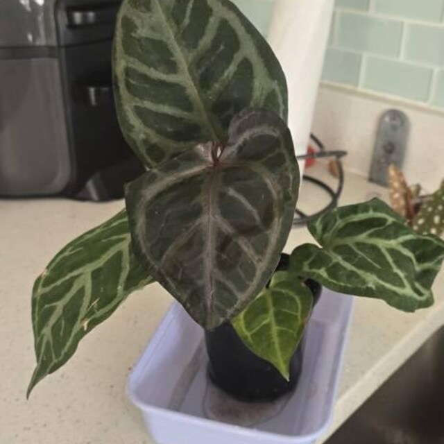 Anthurium Red Crystallinum X SKG Silver – Hybrid Velvet Leaf Aroid