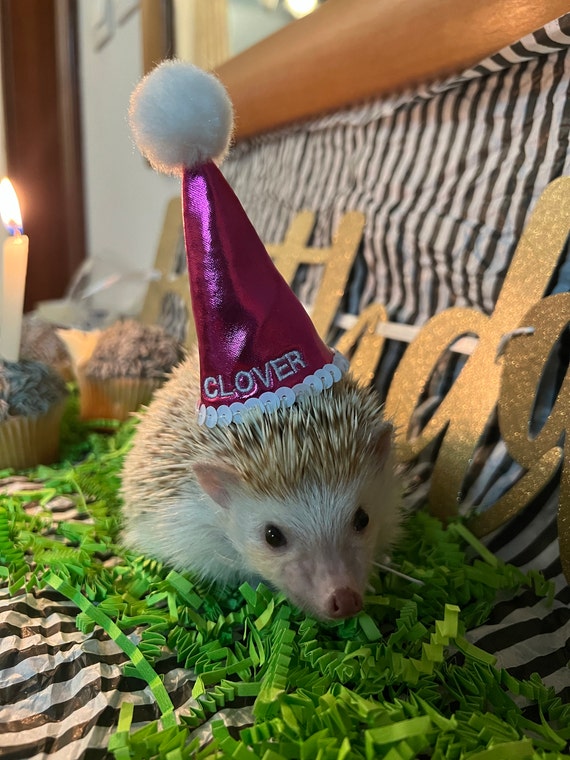 Customer photo of a pet with the First Birthday hat and matching tie or bow