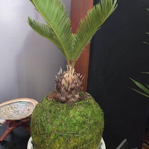 SAGO PALM KOKEDAMA -large- Bonsai 7-8"x20-24" Tall -cycas Revoluta-easy  Care Houseplants-centerpiece- - Etsy