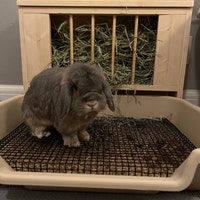 Rabbit Litter Pan With Base - Etsy