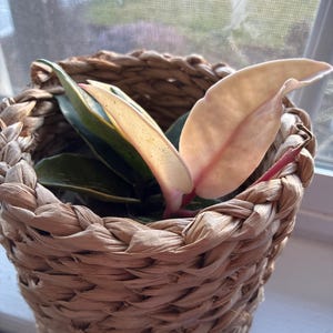 Maria added a photo of their purchase
