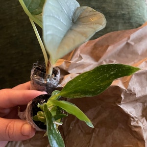 Jaime added a photo of their purchase