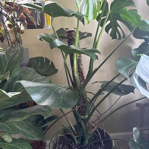 Lacey added a photo of their purchase