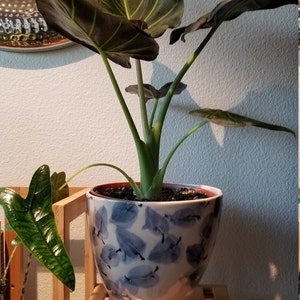 Rogelio added a photo of their purchase