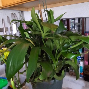 Jennifer added a photo of their purchase