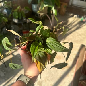 Lindsey added a photo of their purchase